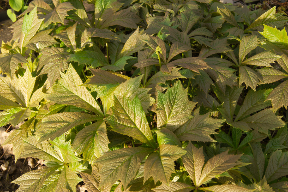 Rodgersia podophylla 'Braunlaub' - Schaublatt
