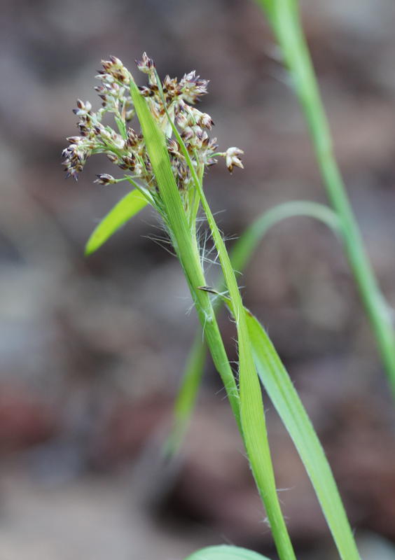 Luzula sylvatica