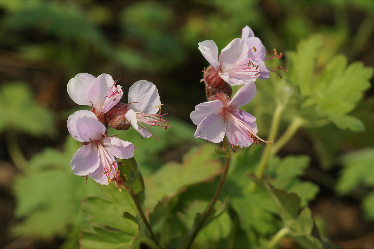 Geranium macrorrhizum 'Ingwersen'