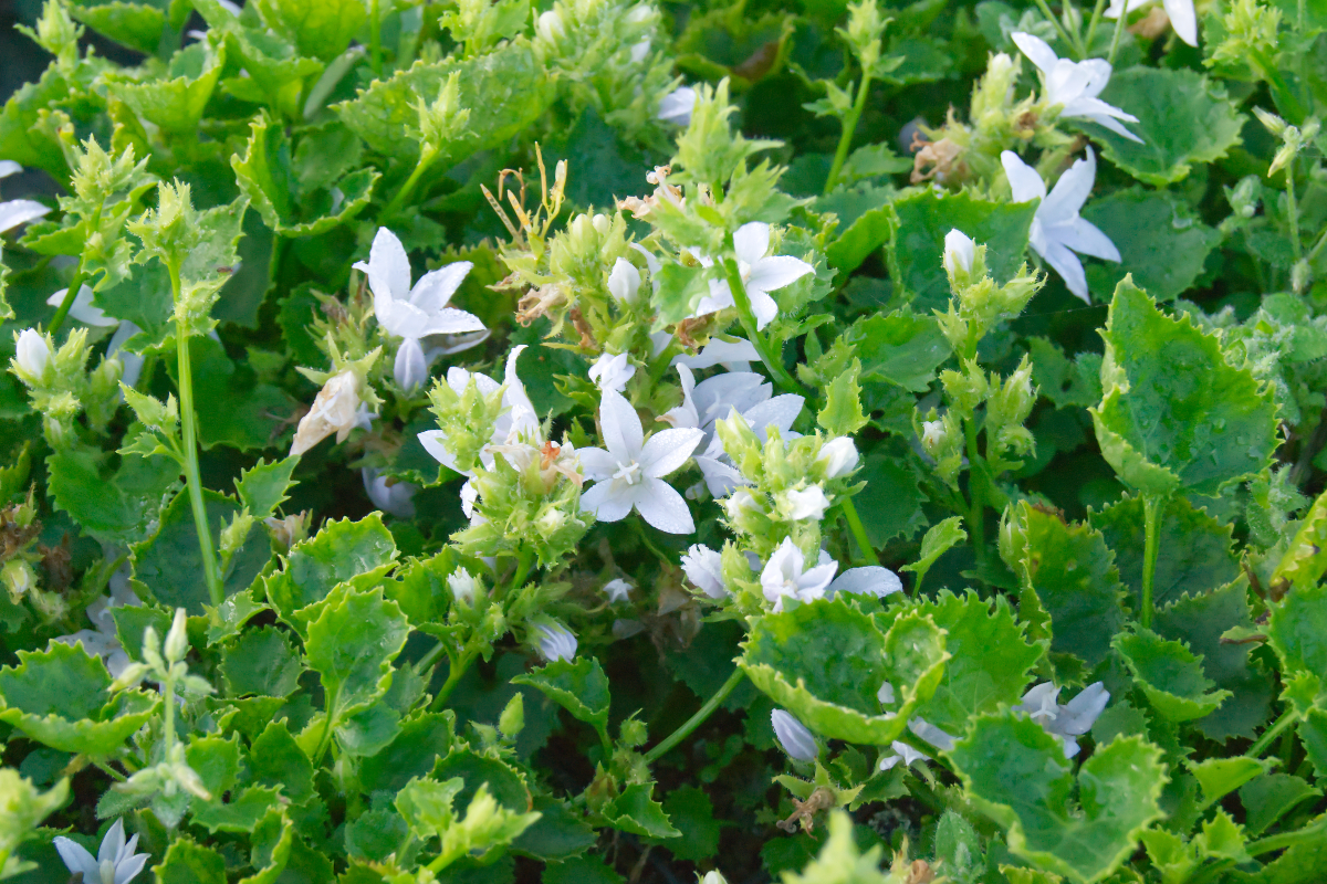 Campanula poscharskyana 'E.H.Frost' - Hängepolsterglockenblume