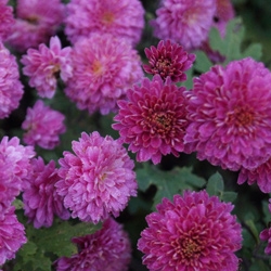 Chrysanthemum Anastasia