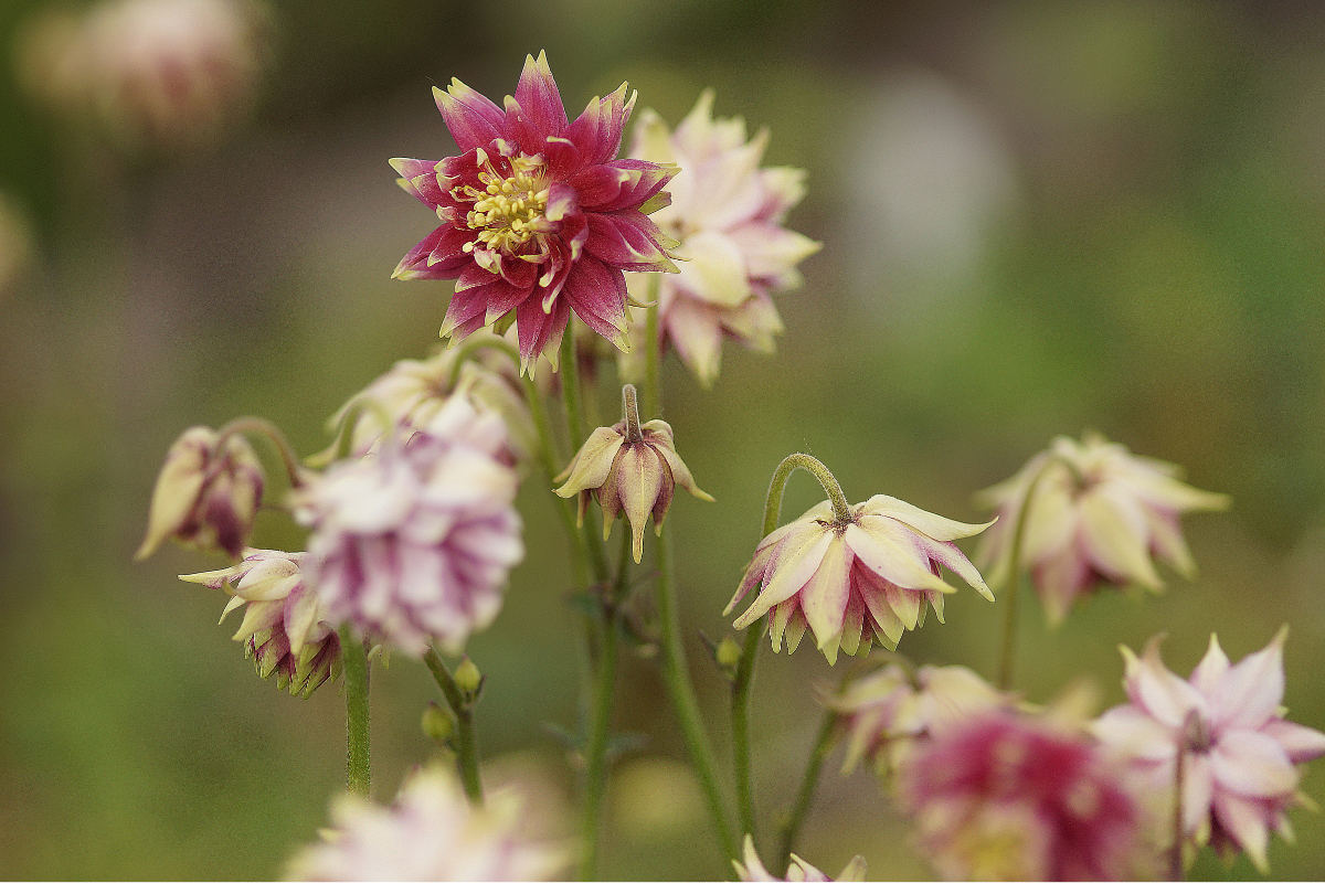Aquilegia vulgaris plena 'Nora Barlow' - Akelei
