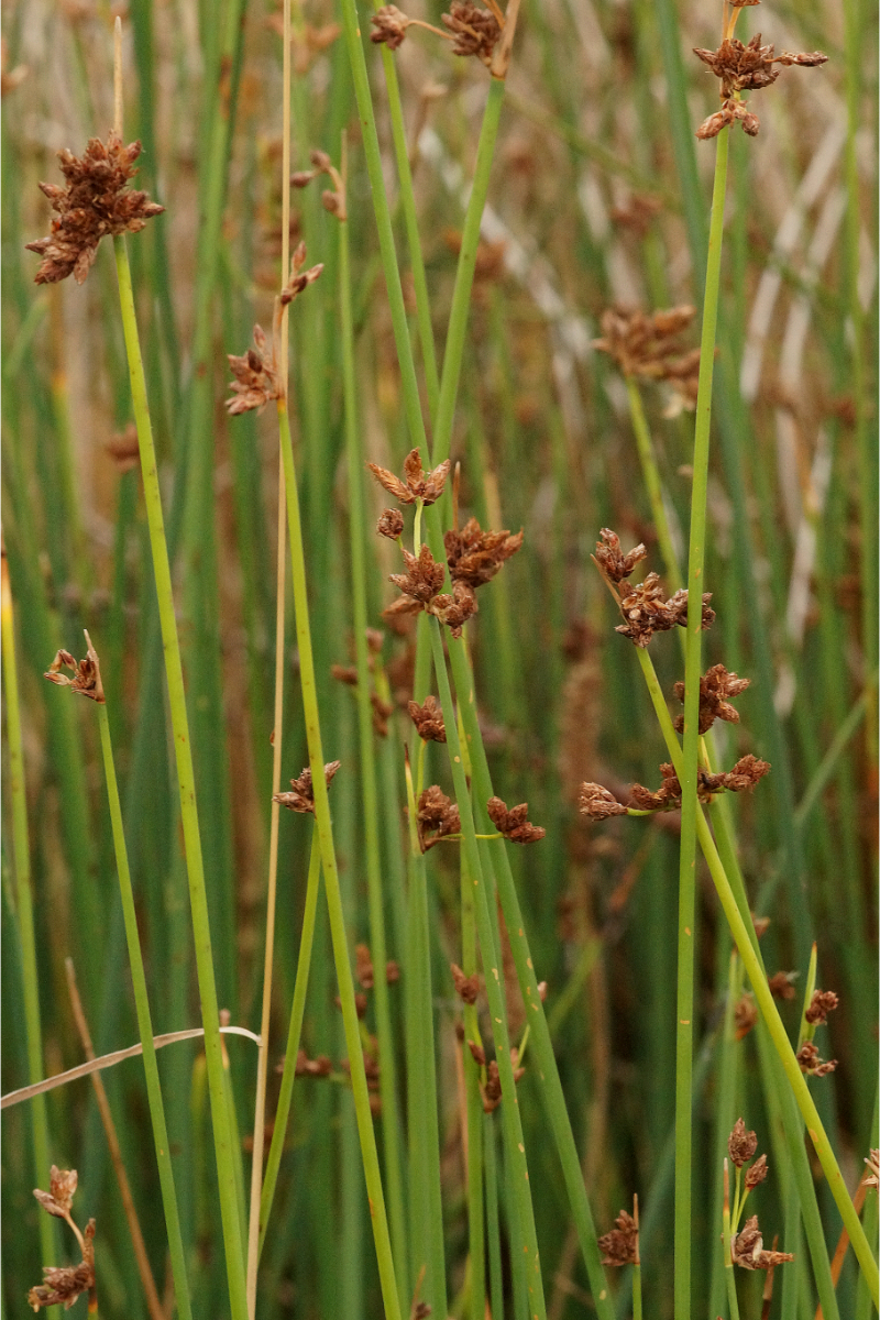 Scirpus (Schoenoplectus) lacustris - Teichsimse, Seesimse, Flechtbinse