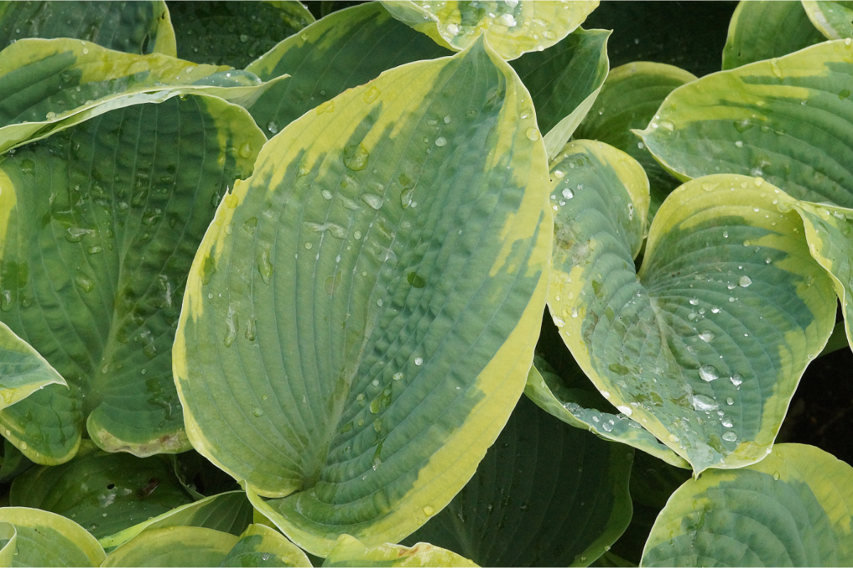 Hosta sieboldiana 'Frances Williams' - Blaue Gelbrandfunkie