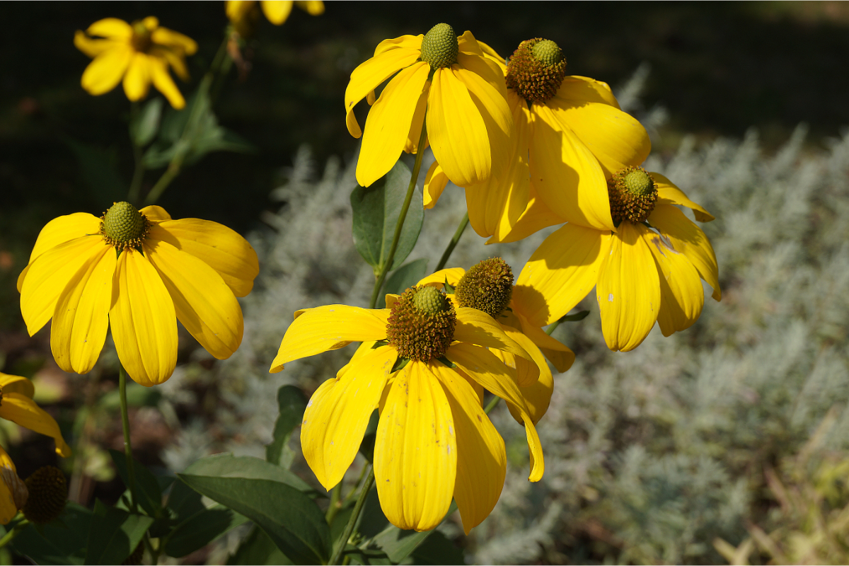 Rudbeckia nitida 'Herbstsonne'