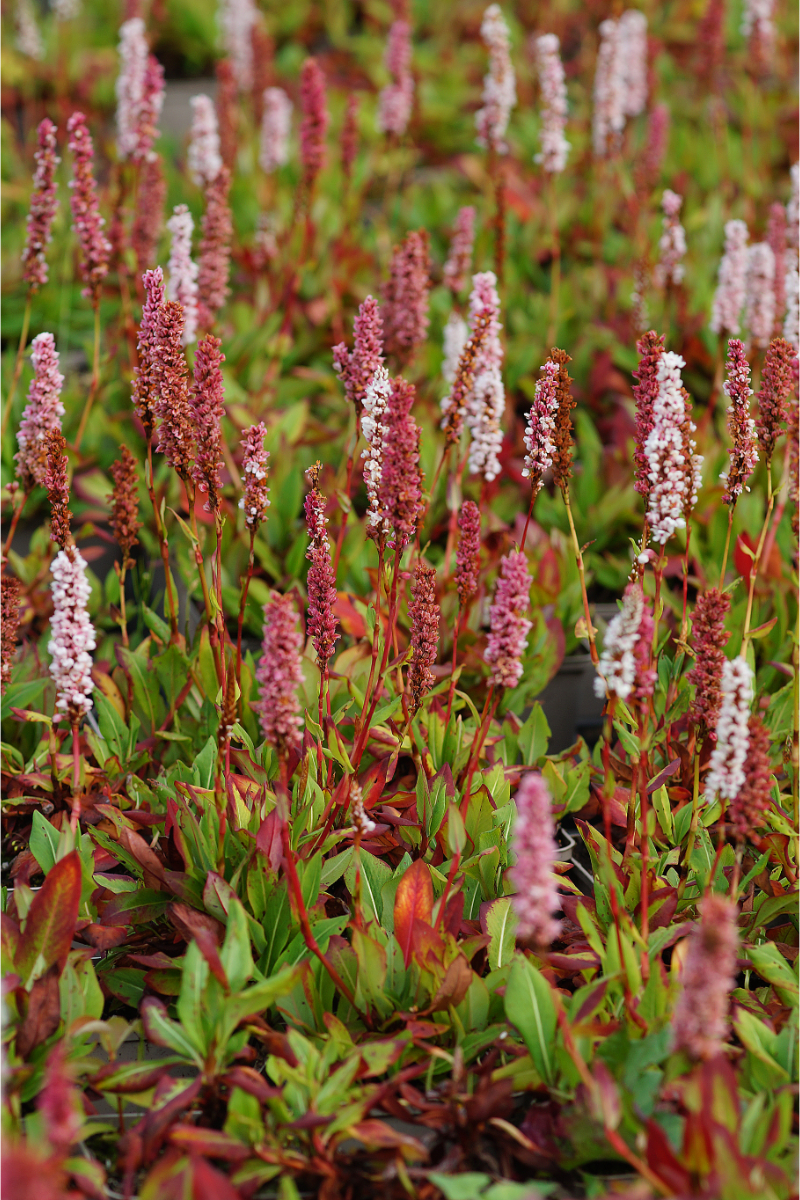 Bistorta affinis 'Superbum'