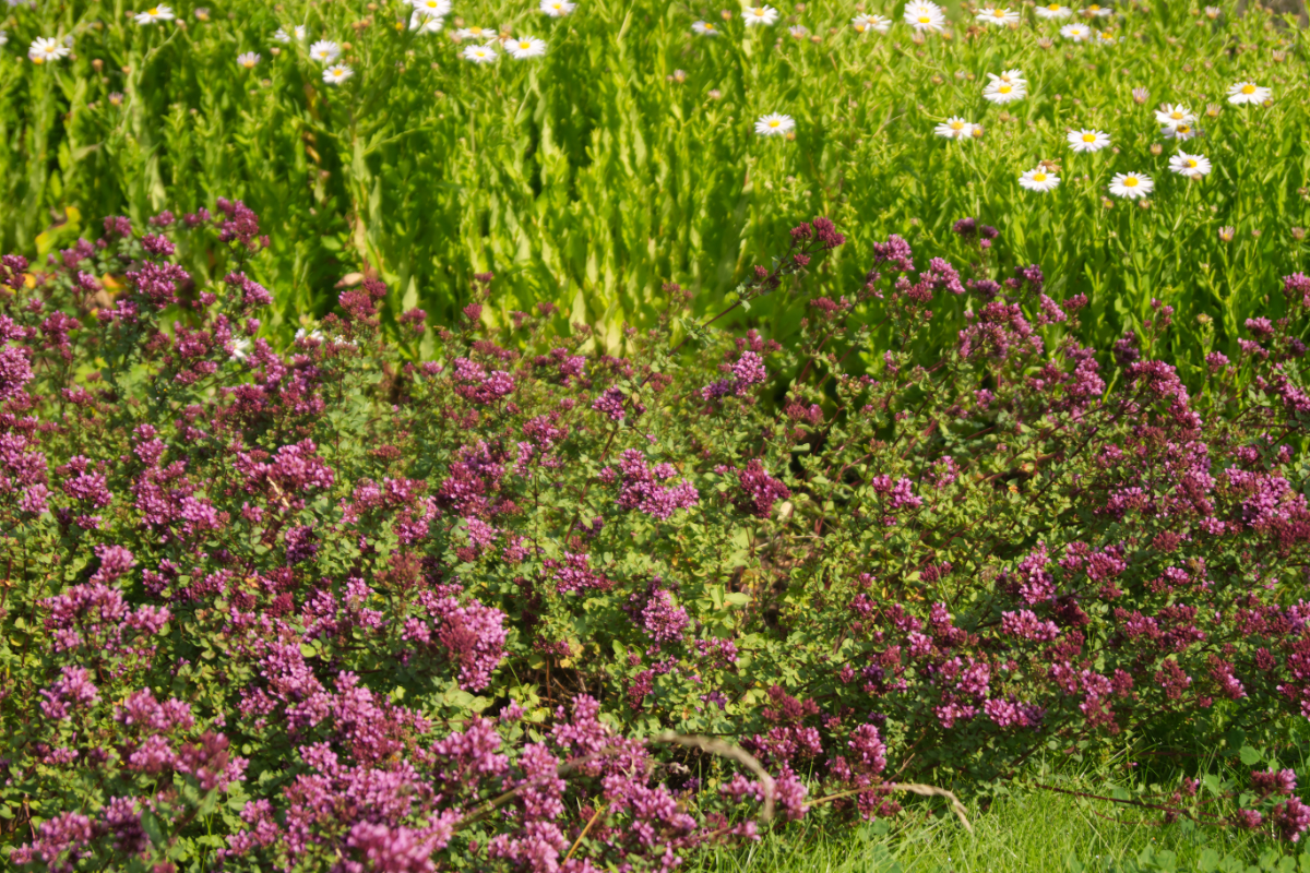 Origanum laevigatum 'Herrenhausen'
