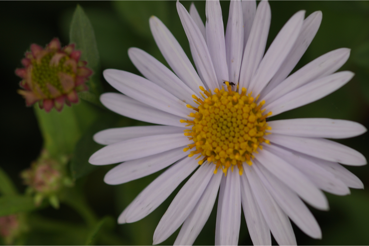 Kalimeris incisa 'Madiva'