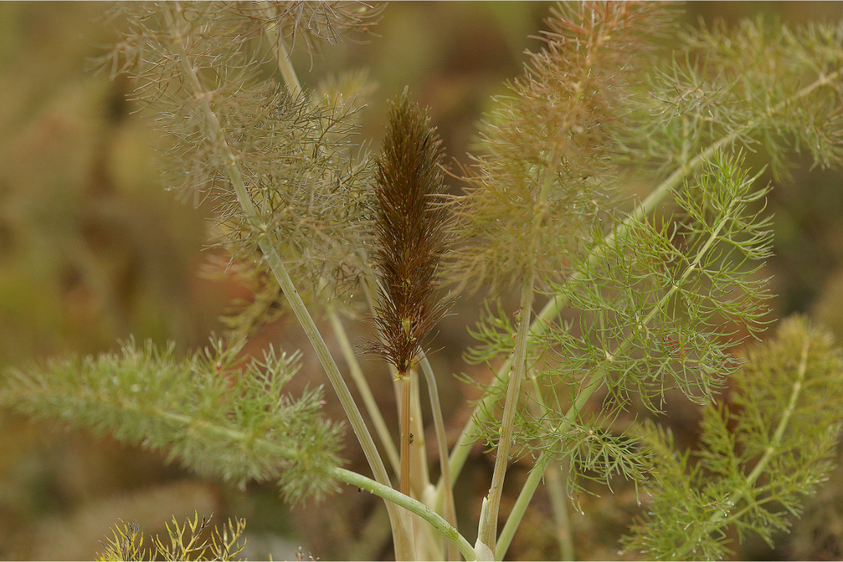 Foeniculum vulgare 'Atropurpureum' - Rotlaubiger Fenchel