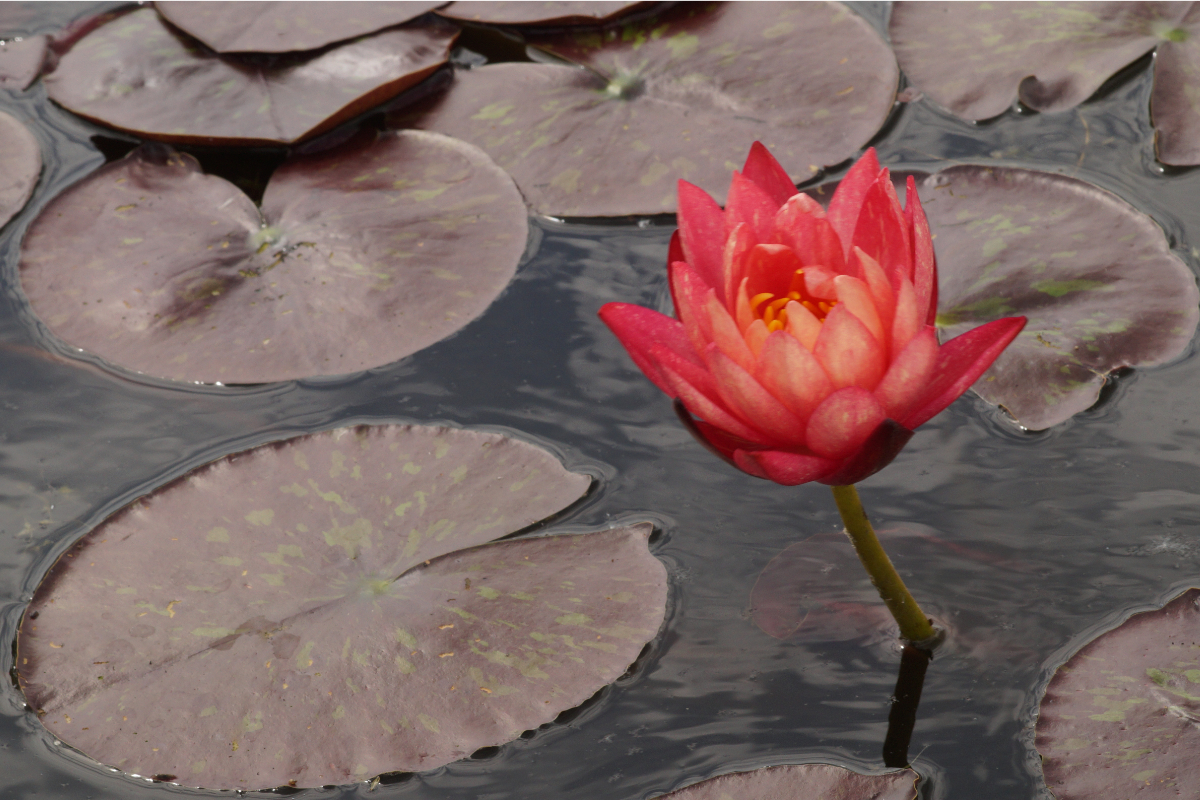 Nymphaea Hybride 'Wanvisa'