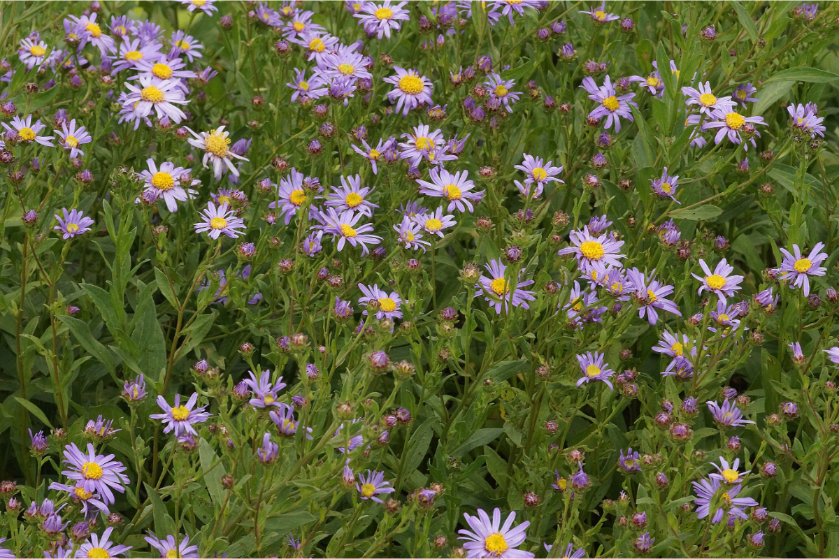 Aster amellus 'Dr. Otto Petscheck'