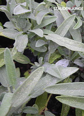 Salvia lavandulifolia - Spanischer Salbei