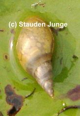 Spitzschlammschnecke