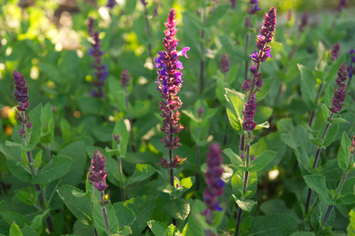 Salvia nemorosa 'Caradonna Compact' - Sommer-Gartensalbei
