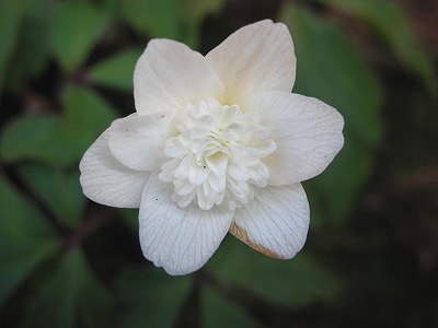 Anemone nemorosa 'Vestal' - Buschwindröschen