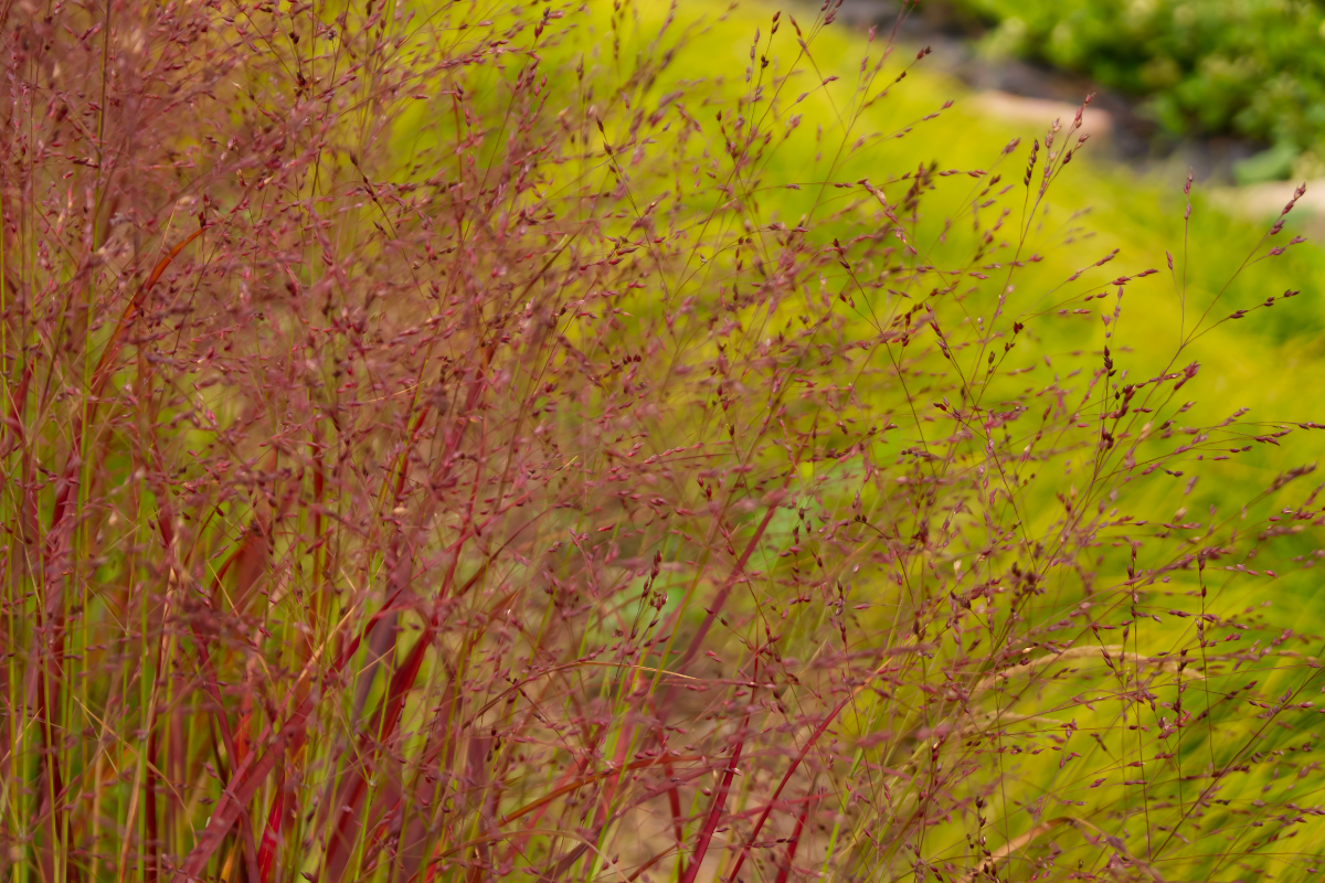 Panicum virgatum 'Shenandoah'