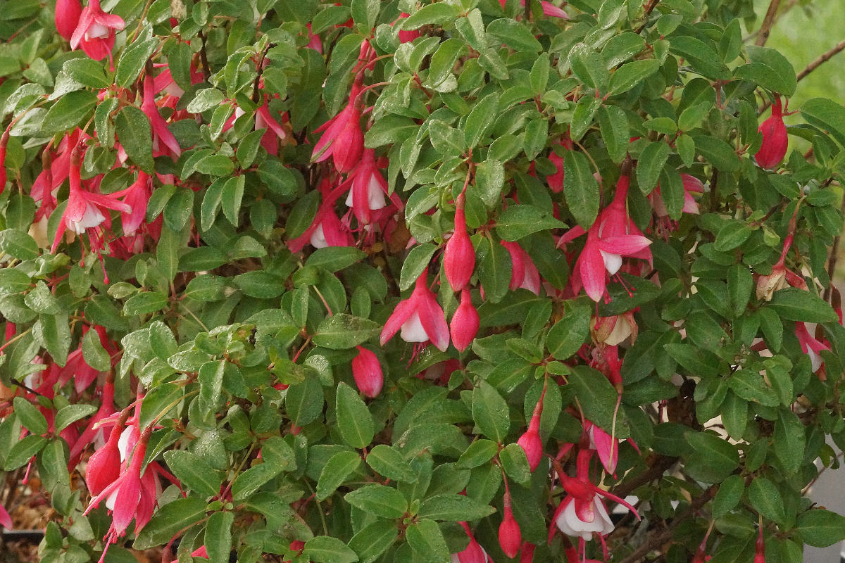 Fuchsia magellanica 'Lady Thumb' - Fuchsie
