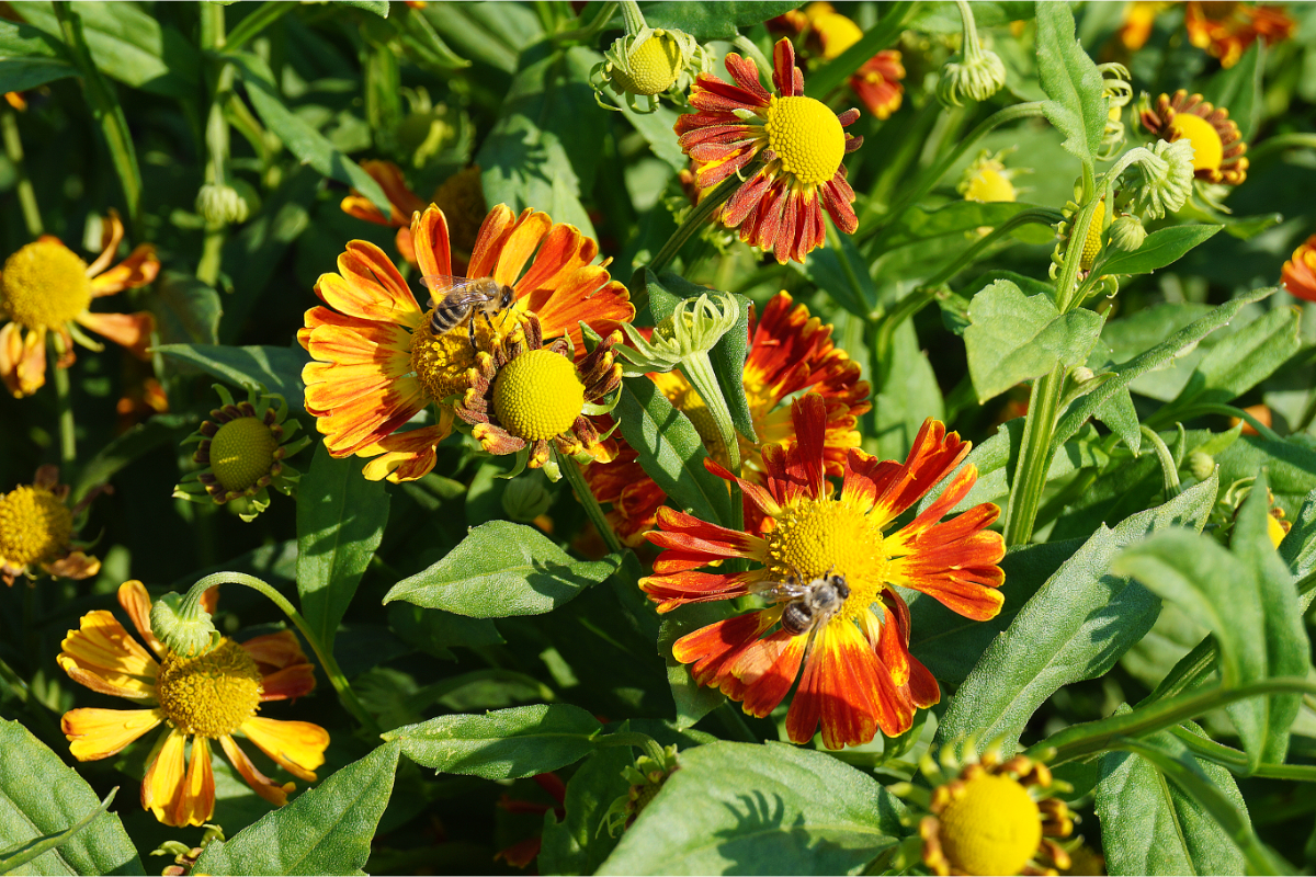 Helenium Hybride 'Nella'