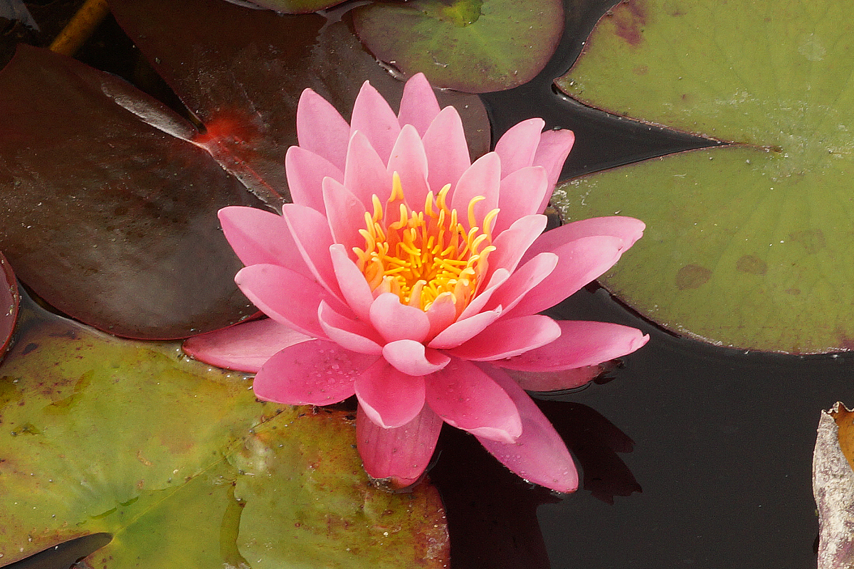 Nymphaea Hybride 'Lilofee'