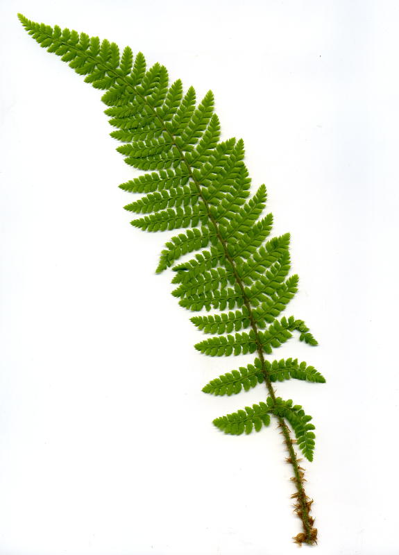 Polystichum setiferum gen.