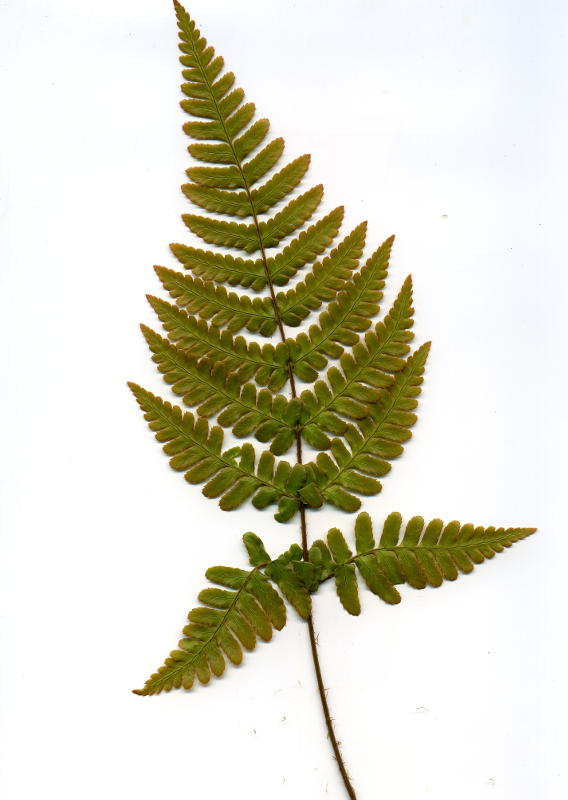 Dryopteris erythrosora gen.