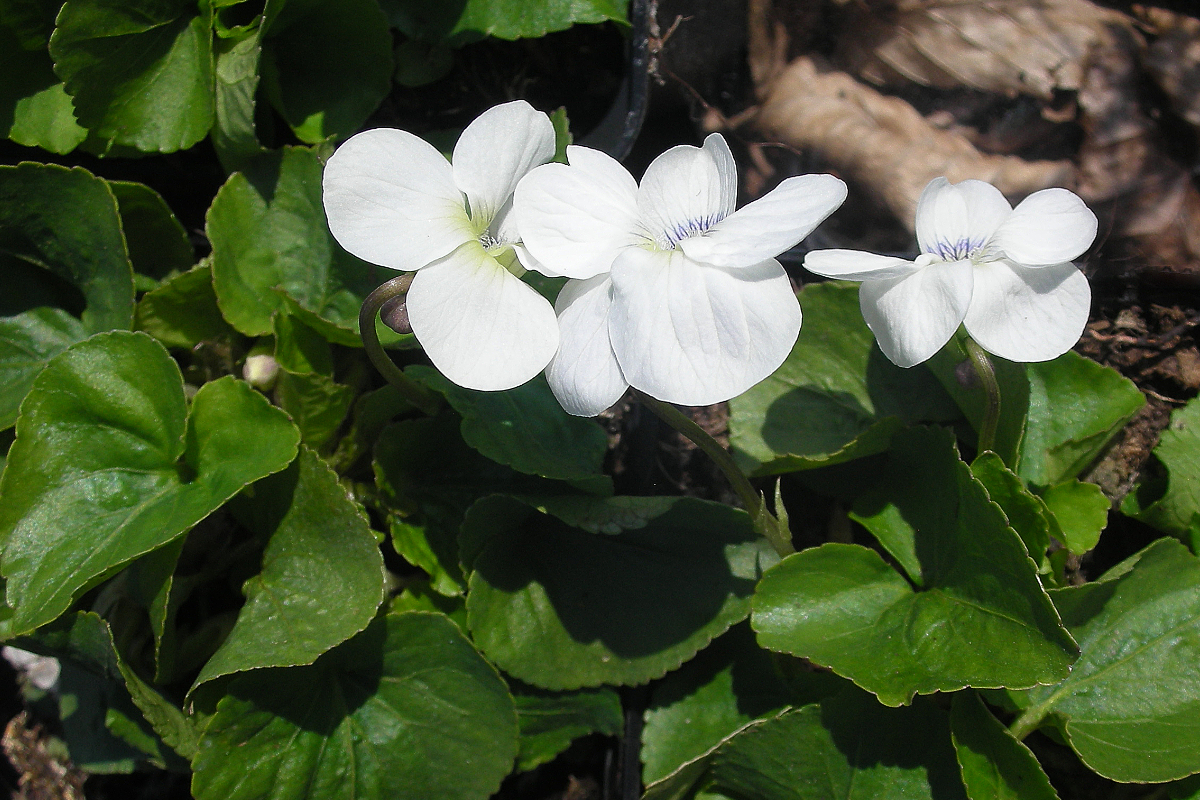 Viola sororia 'Albiflora'