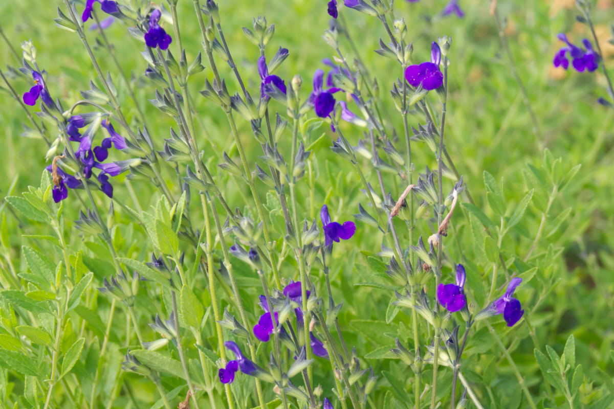 Salvia microphylla 'Blue Monrovia'