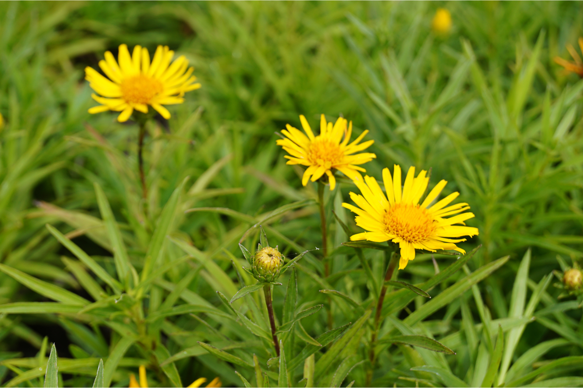 Inula ensifolia 'Compacta', gen.