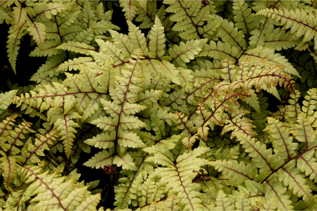 Athyrium otophorum var.okanum gen. - Öhriger Frauenfarn