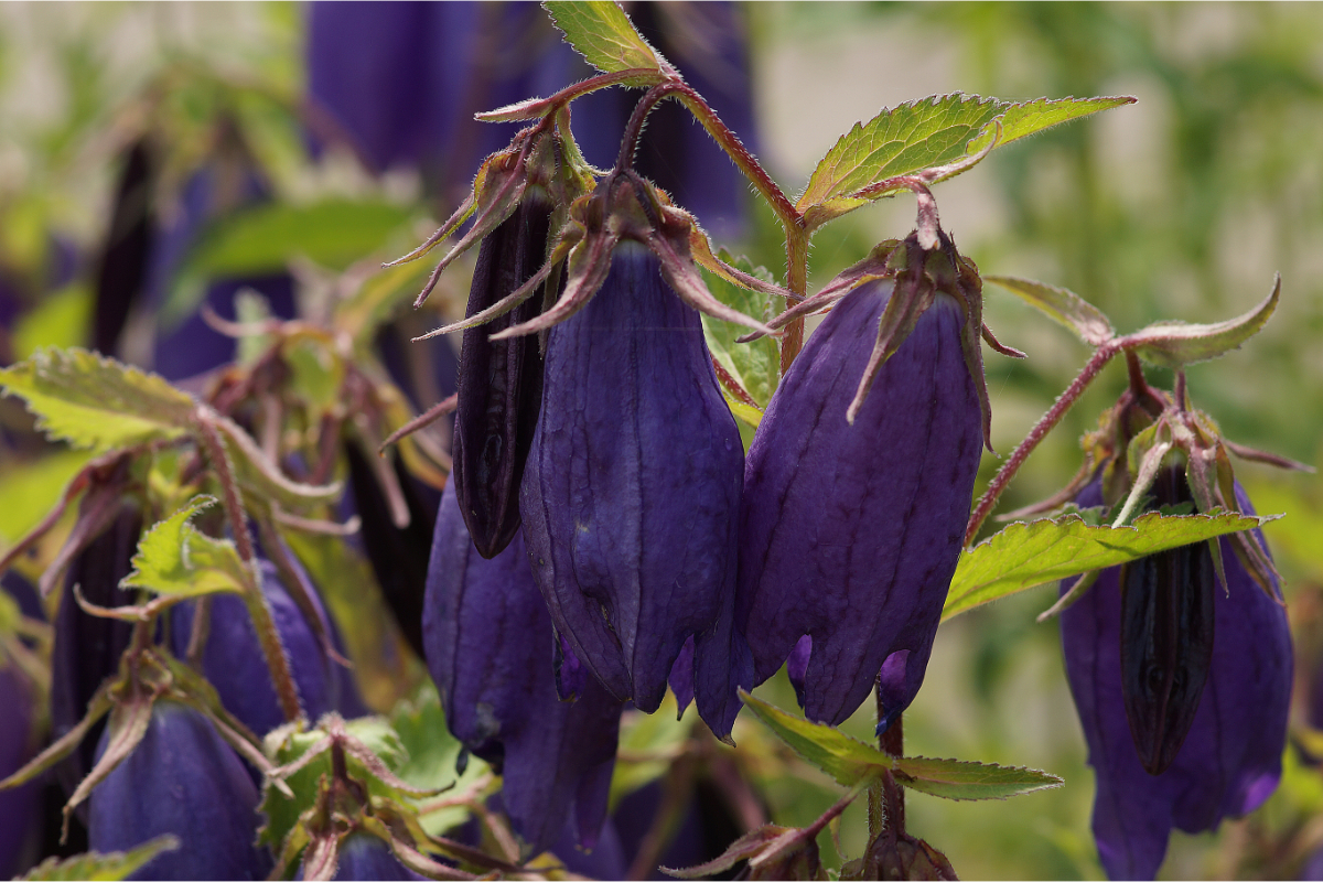Campanula Hybride 'Sarastro' (punctata x trachelium)