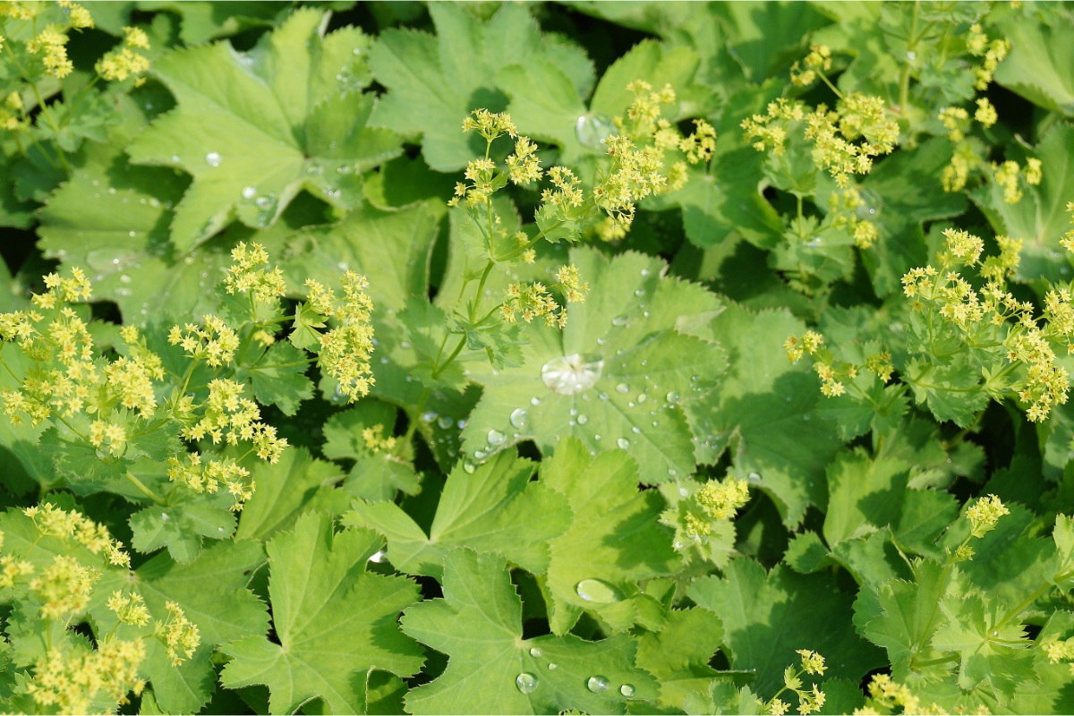 Alchemilla epipsila