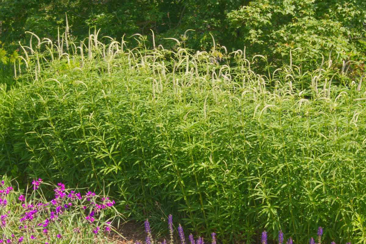 Veronicastrum (Veronica) virginicum 'Lavendelturm'