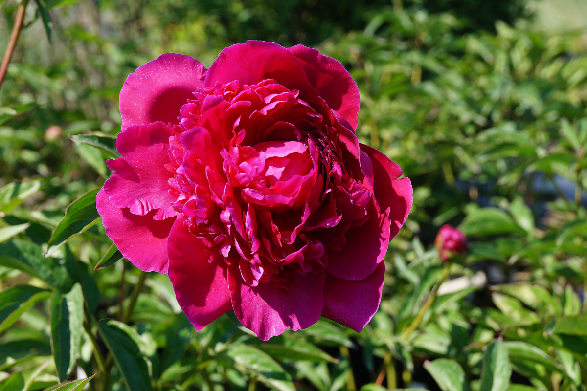 Paeonia Lactiflora-Hybr. 'Karl Rosenfield'