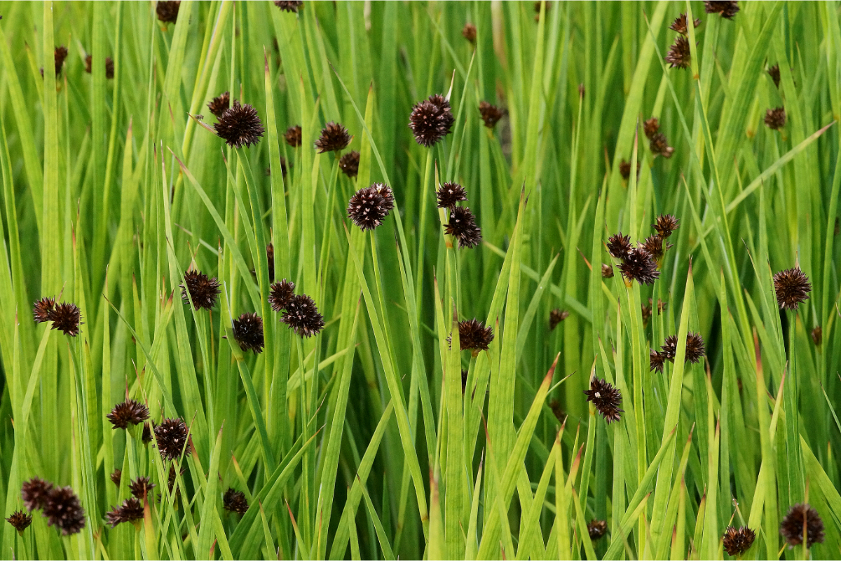 Juncus ensifolius - Zwergbinse, Schwertblättrige Binse