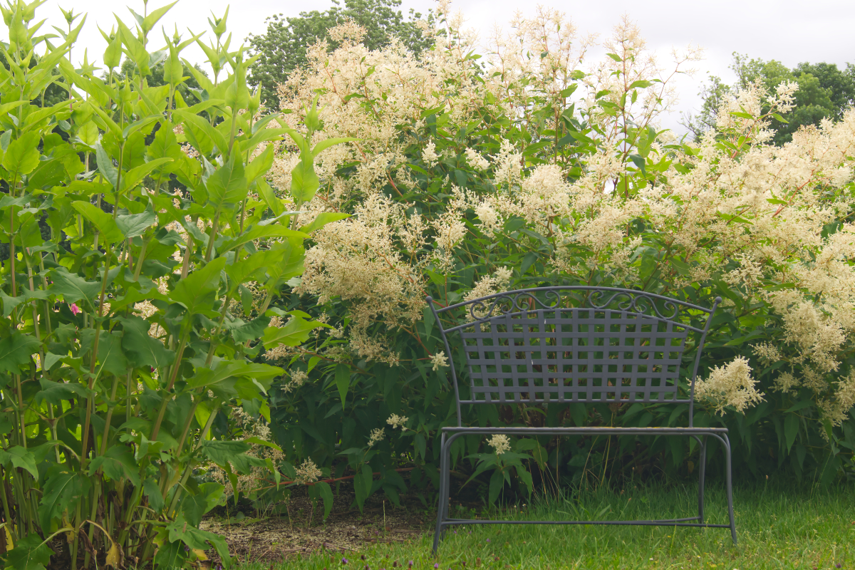 Aconogonon speciosum 'Johanniswolke'
