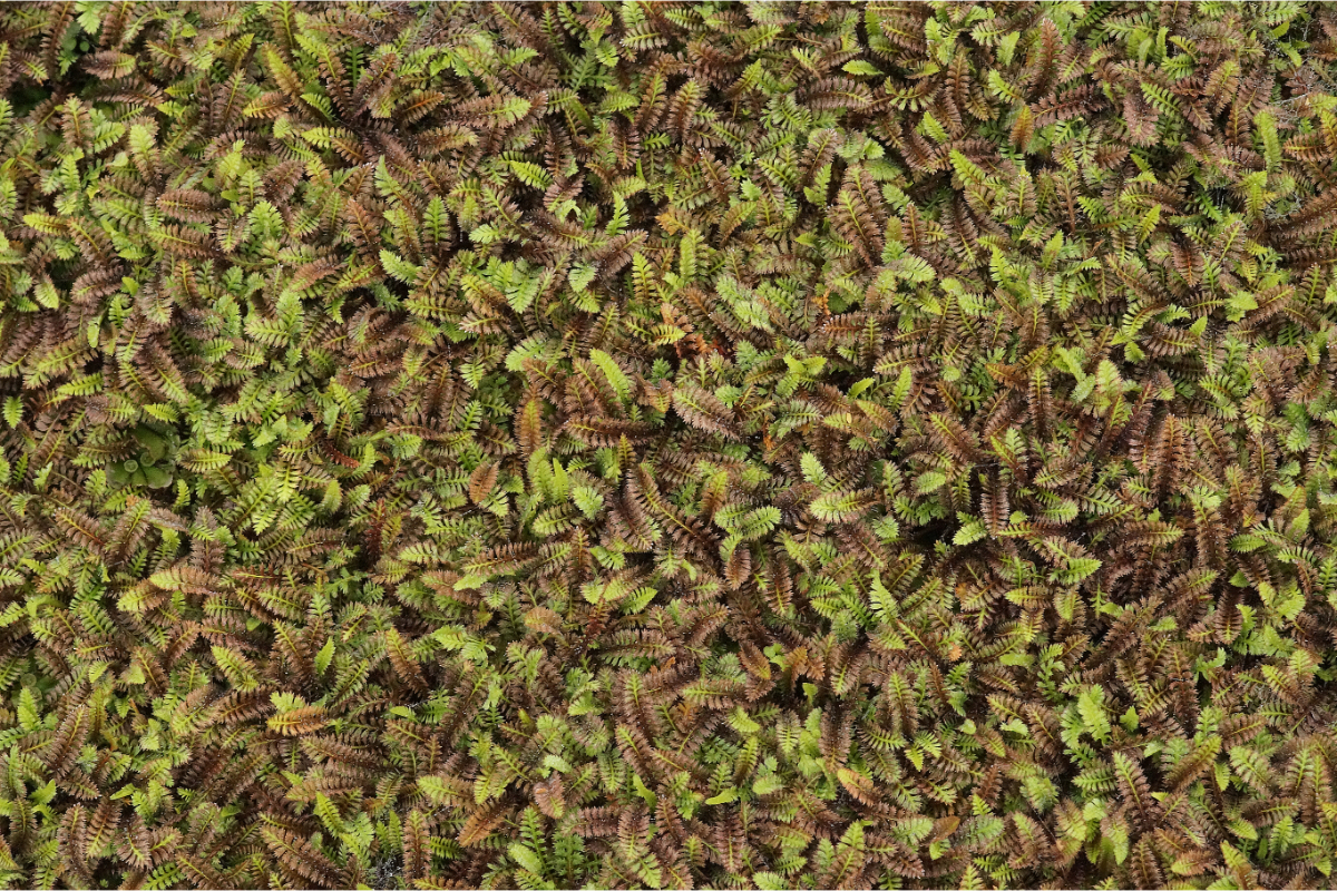 Leptinella (Cotula) squalida 'Platts Black' - Fiederpolster
