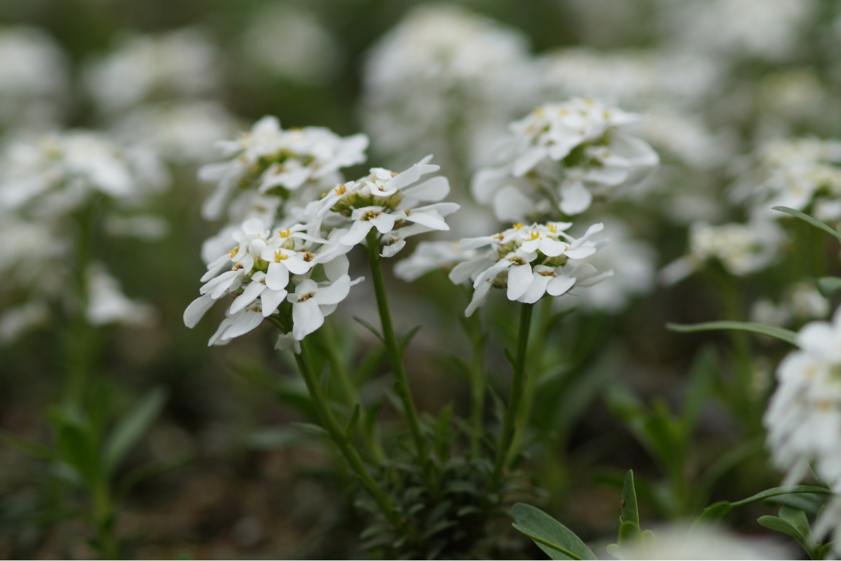 Iberis sempervirens 'Fischbeck' - Schleifenblume