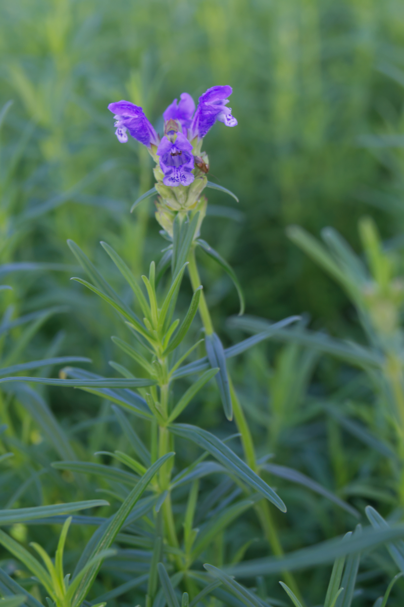 Dracocephalum ruyschiana - Drachenkopf
