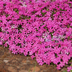 Polsterphlox Cracker Jack Polsterphlox Cracker Jack