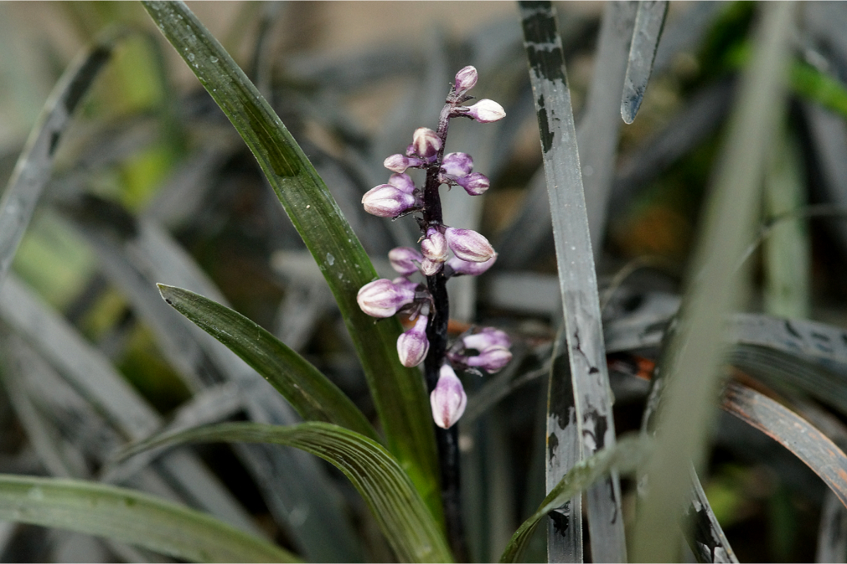 Ophiopogon planiscapus 'Nigrescens'