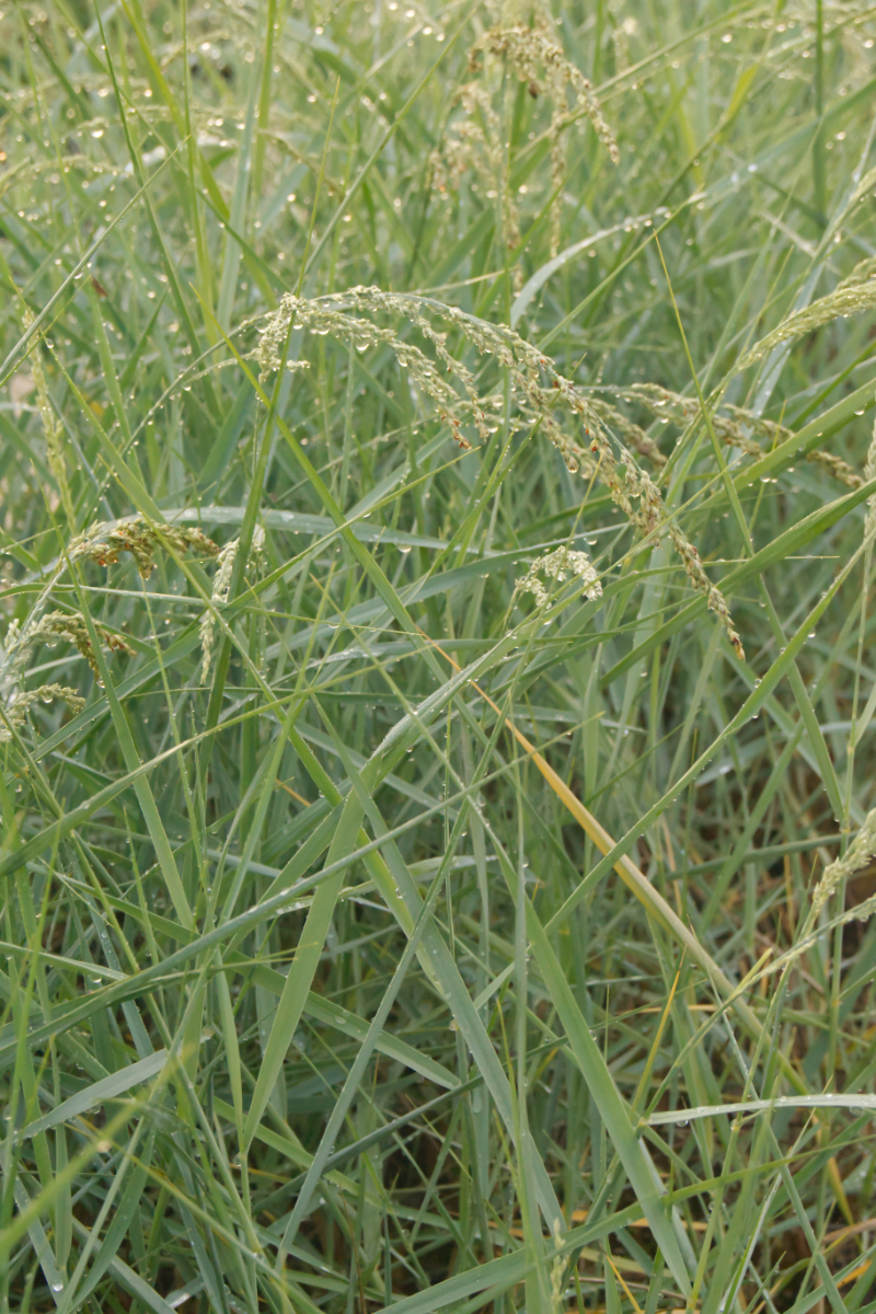 Ammophila breviligulata hort.