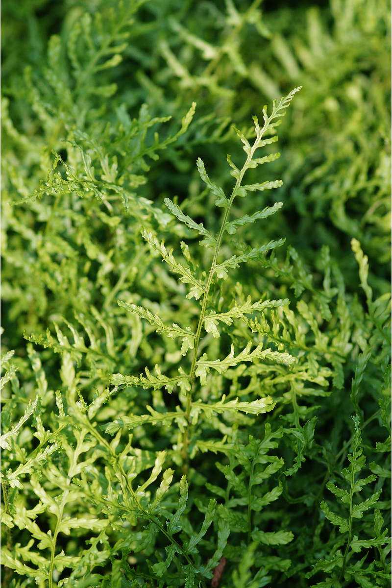 Dryopteris filix-mas 'Linearis Polydactylon' gen. - Schellenbaumfarn