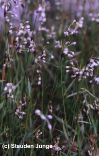 Eriophorum latifolium