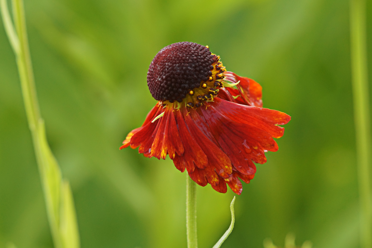 Helenium Hybride 'Moerheim Beauty'