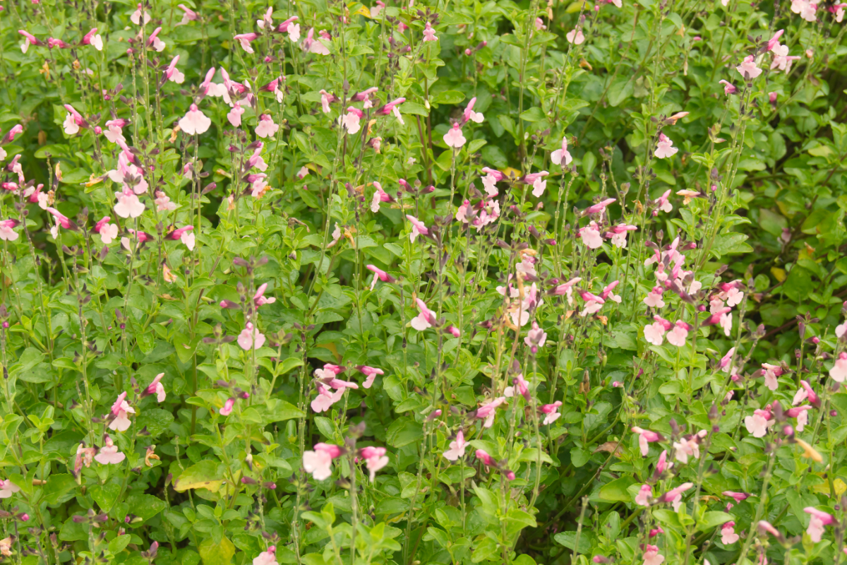 Salvia greggii 'Dancing Dolls' - Herbst-Salbei, Pfirsich-Salbei