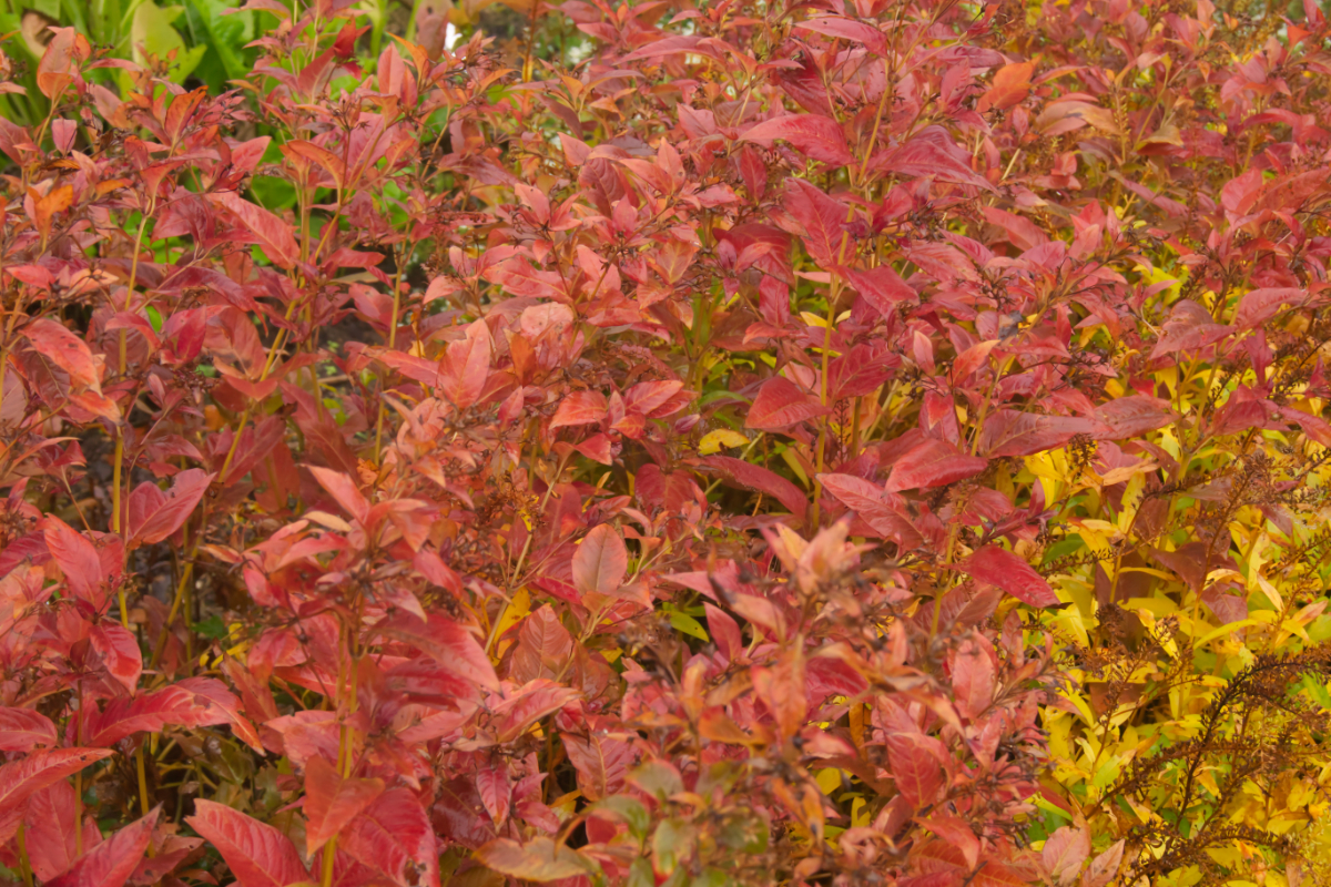 Lysimachia cilliata 'Firecracker'