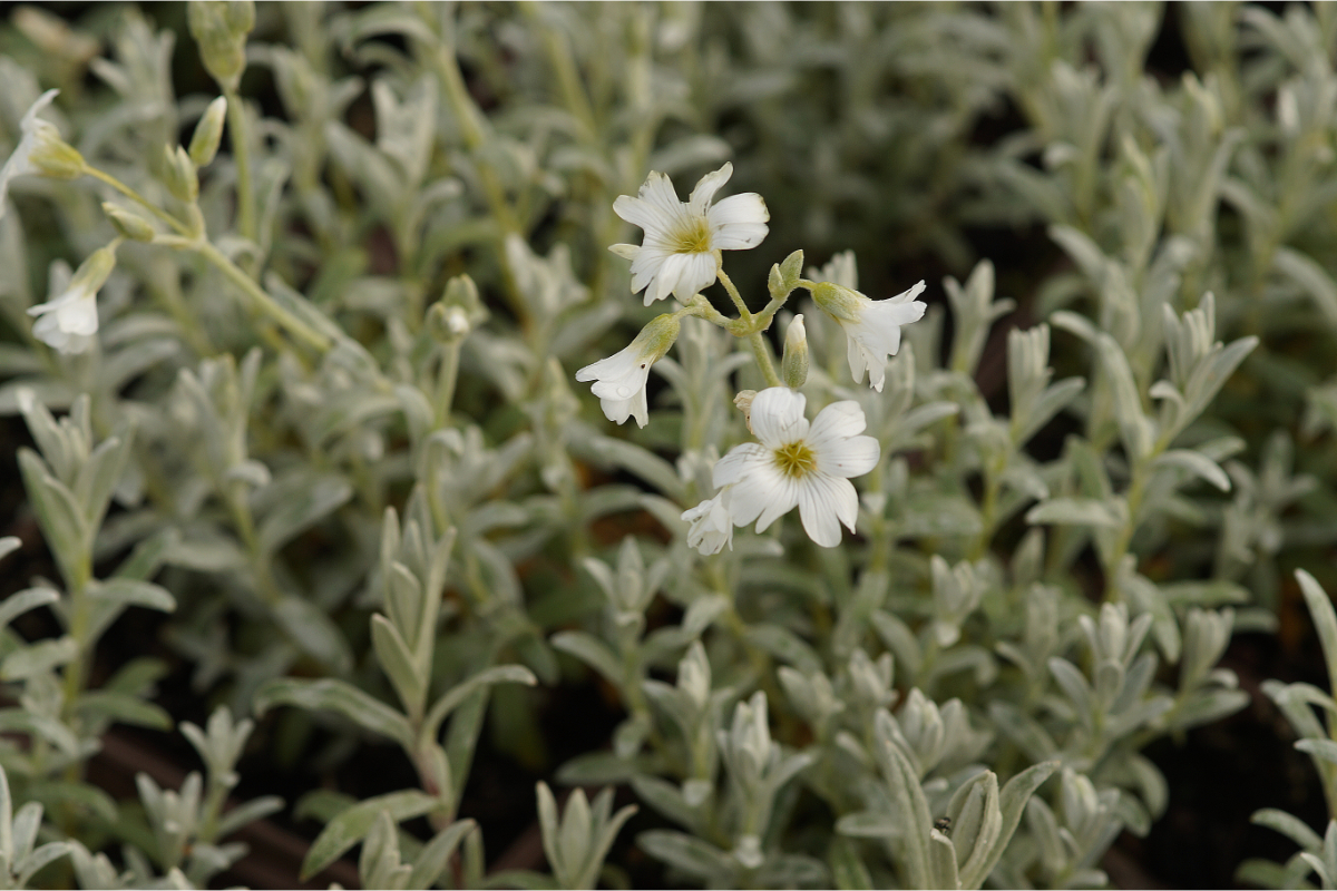 Cerastium tomentosum 'Silberteppich' - Hornkraut