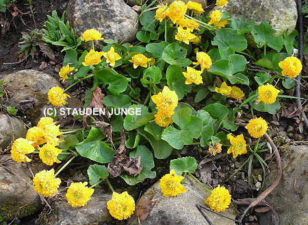 Caltha palustris 'Multiplex'('Plena')