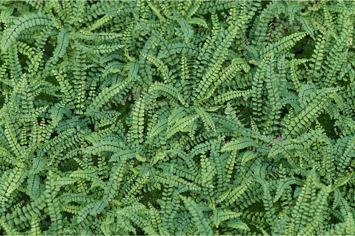 Asplenium trichomanes gen.
