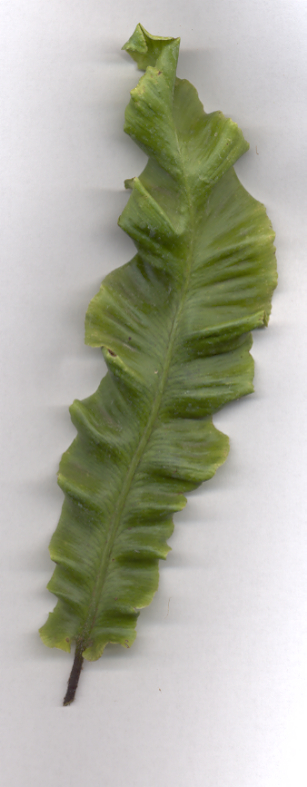 Asplenium scolopendrium Undulatum Gruppe (gen.) - Gewellter Hirschzungenfarn
